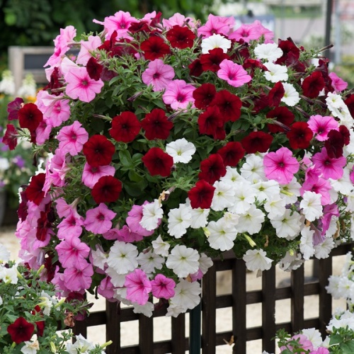 Trailing Petunia Seeds - Sweetheart Mixed